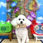 トイプードル　ペコちゃん