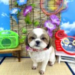 シーズー犬　マフィンちゃん