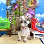 シーズー犬　スフレちゃん