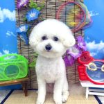 ビションフリーゼ　こはくくん