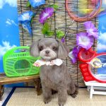チワプー　Pullus（プルルス）ちゃん