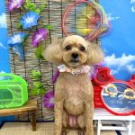 トイプードル　りんちゃん