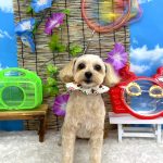 マルプー　ココちゃん