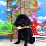 マルプー　べあちゃん