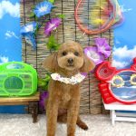 トイプードル　愛来（あいく）くん