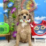 トイプードル　クースケくん