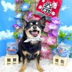 チワワ　ジョイくん