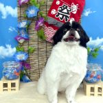 狆　福丸くん