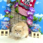 ねこ　スコティッシュフォールド　ゴートンくん