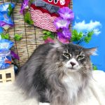 ねこ　サイベリアン　ノアくん