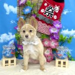 ポメラニアンXパピヨン　桃之介くん