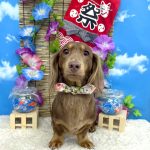 ダックスフンド　アランくん