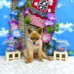 ポメラニアン　れおちゃん