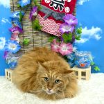 ねこ　メインクーン　コトラくん