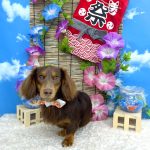 ダックスフンド　小次郎くん