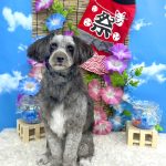 プードルｘパピヨン　ピノちゃん