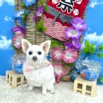 ポメｘプードル　はなちゃん　泥パック