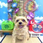 ヨーキー＆ブリュッセルグリフォン　ふうたくん