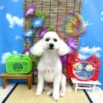 トイプードル　いぶくん