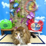 ねこ　ノルウェージャンフォレスト　ロアちゃん