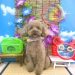 トイプードル　ライトくん