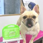 フレンチブルドッグ　ペコちゃん
