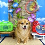 リルくん