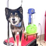 初めてご来店　柴犬　くろまるくん　PV動画あり
