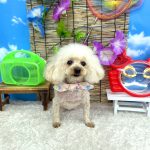 トイプードル　おこめちゃん