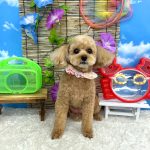 トイプードル　ププちゃん