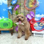 トイプードル　ももちゃん