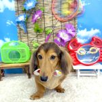 ダックスフンド　サスケくん