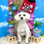 マルプー　コムギくん
