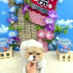 ねこ　スコティッシュフォールド　ぜんくん