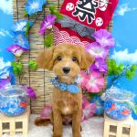 初めてご来店　マルプー　てんくん　PV動画あり