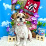 シーズー　ライくん