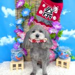 トイプードル　ココちゃん