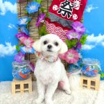 チワワｘマルチーズ　ポルンくん