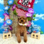 トイプードル　絆愛音(りあん)ちゃん　シルクパック