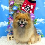 ポメラニアン　コロンちゃん