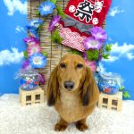 ダックスフンド　麦くん