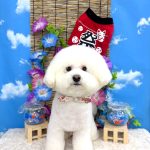 ビションフリーゼ　ラデュレくん