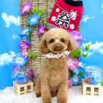 トイプードル　あむちゃん