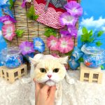 ねこ　スコティッシュフォールド　ぽっぷくん