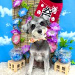 ミニュチュアシュナウザー　エマちゃん
