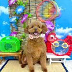 トイプードル　めいちゃん