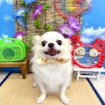 チワワ　おもちくん