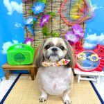 シーズー犬　陸くん　シルクパック　炭酸泉入浴