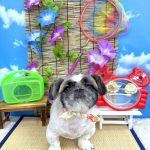 ペキニーズ　むくくん