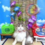 ねこ　ノルウェージャンフォレスト　そらちゃん